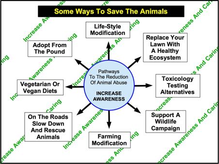 Ways You Can Save The Animals